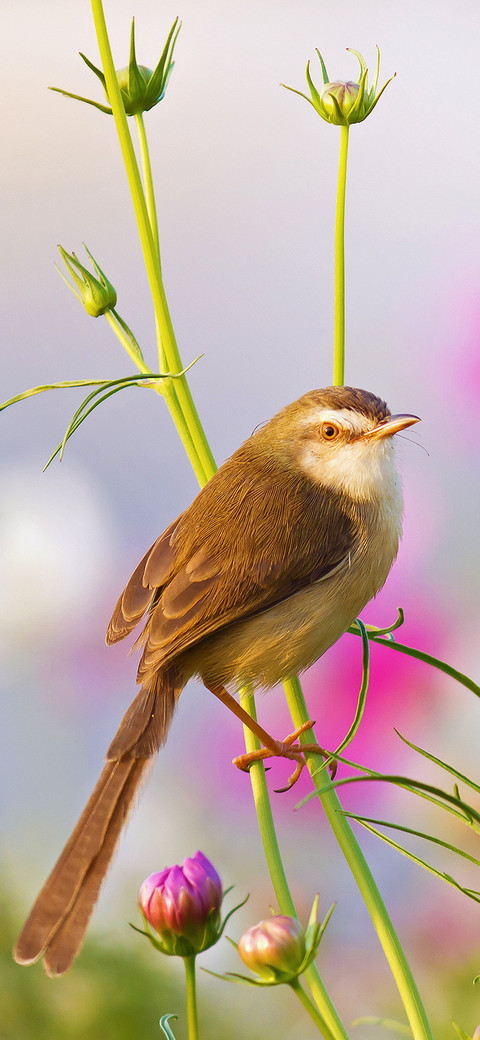 Bird green-PAIXIN screenshot