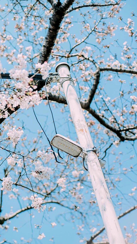 japan (4) screenshot