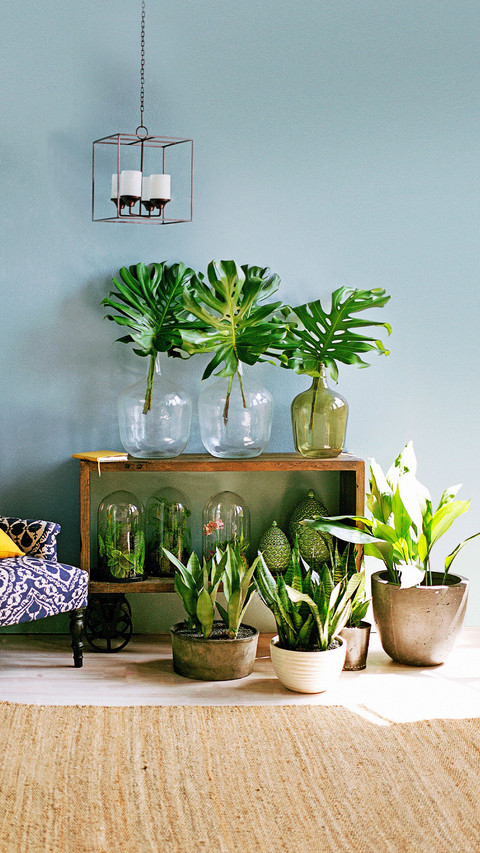 Lazy potted plant recommendation screenshot
