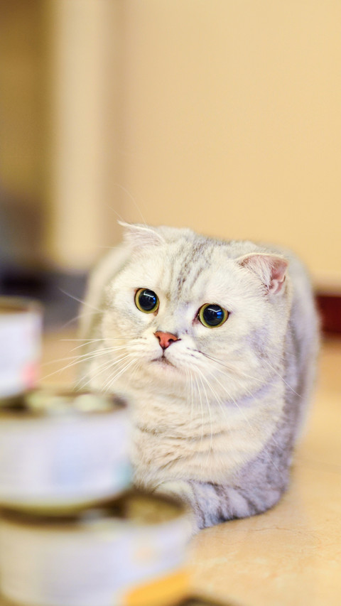 猫咪也会食欲不振 screenshot