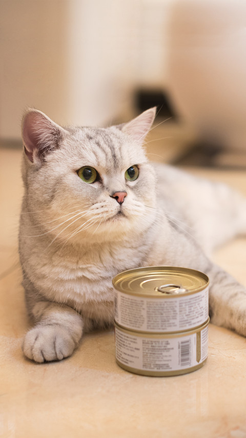 猫咪也会食欲不振 screenshot