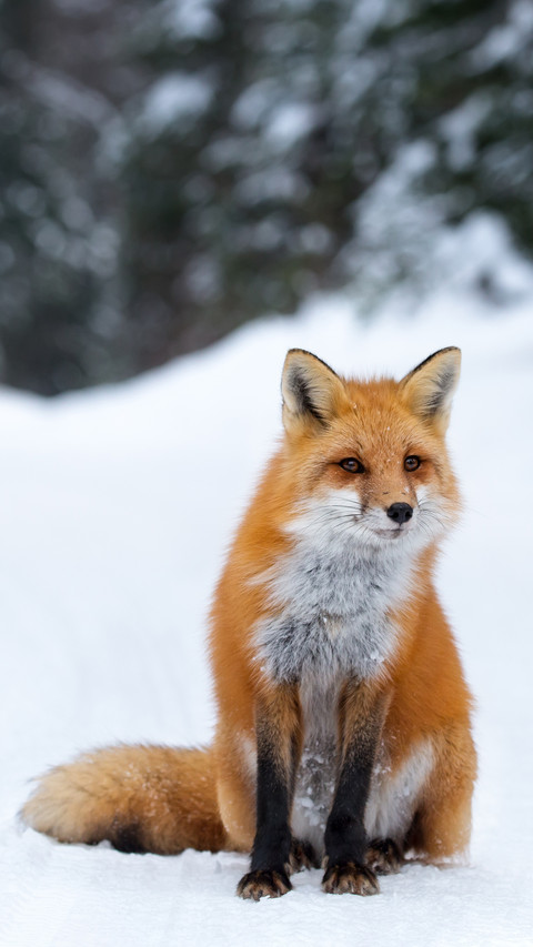 The red fox in the snow screenshot