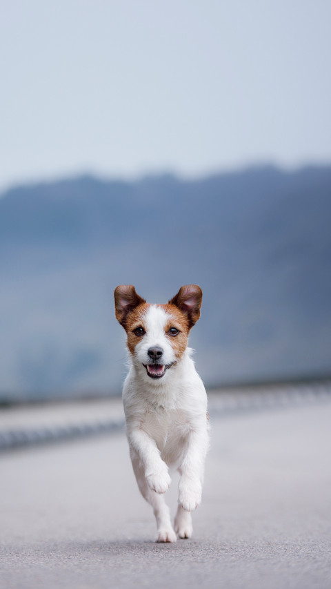 The dog jack russell is running along the road screenshot