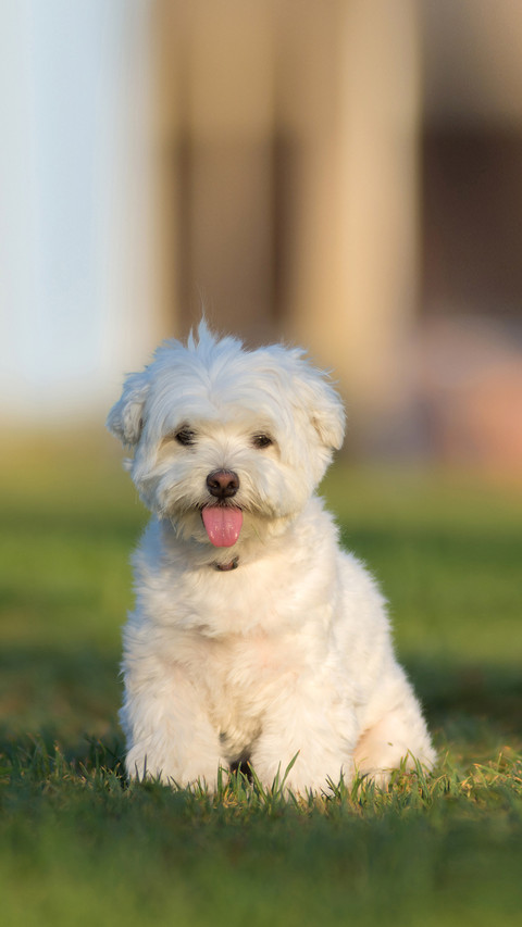 A little dog  on a green lawn outdoor screenshot