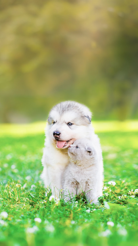 A Kitten Kissing A Puppy On Green Grass screenshot