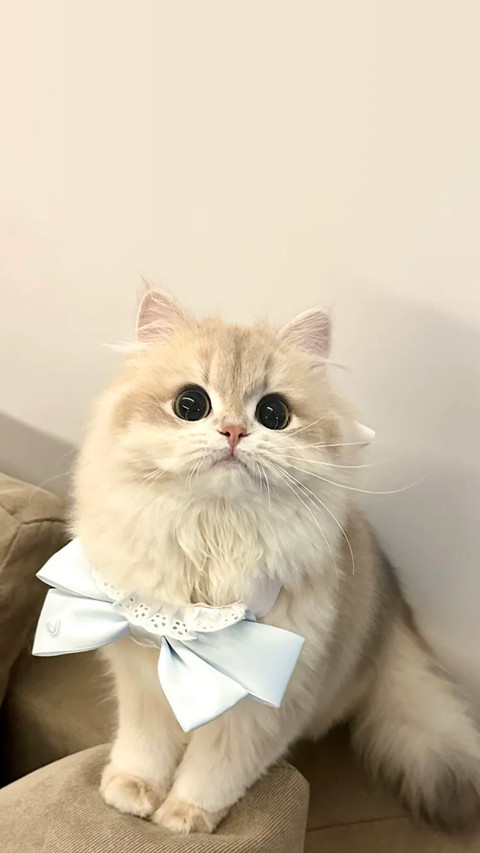 猫咪真的认主人吗 screenshot