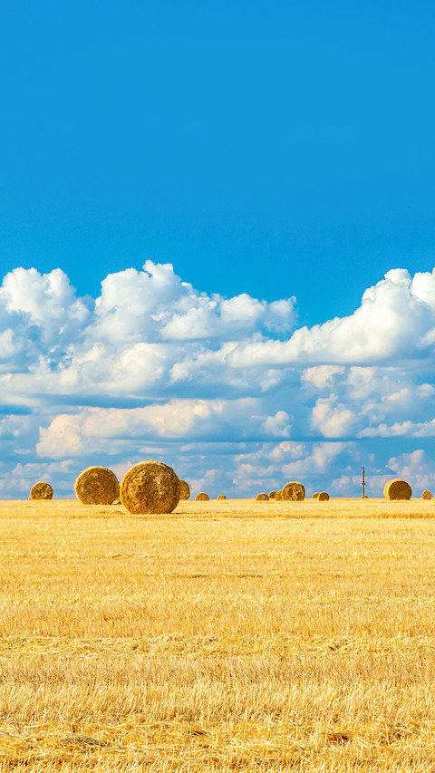 Harvested field with straw bales screenshot