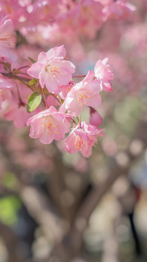The weeping crabapple trees at yuyuantan screenshot