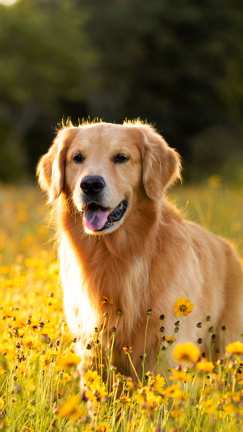 Golden Retriever in the field with yellow flowers screenshot