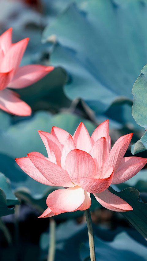 Lotus in summer screenshot