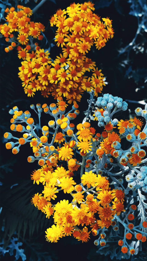 The silverleaf chrysanthemums blooming in the sunlight screenshot