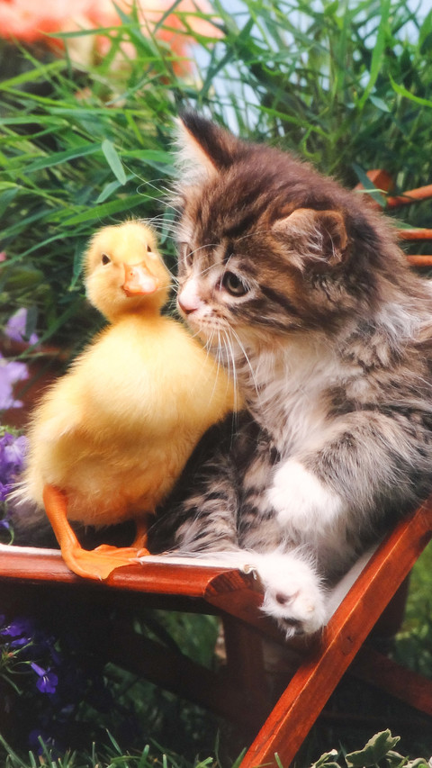 New trends in pet ownership 58 screenshot