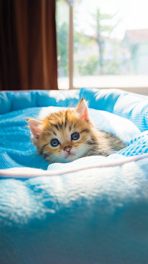 Close up of cute kitten on pet bed in morning sunlight screenshot