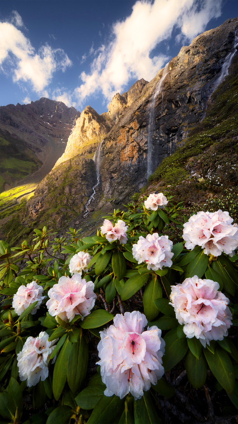 The azaleas under the waterfall cluster screenshot