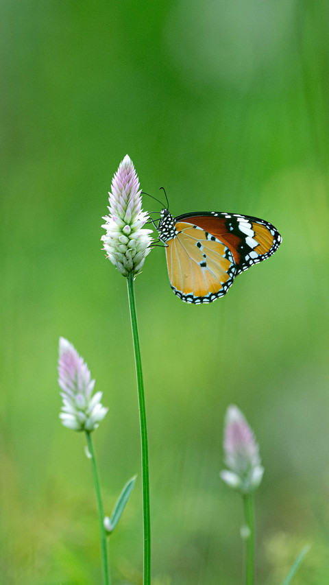 Butterfly by Rivu Gayen screenshot