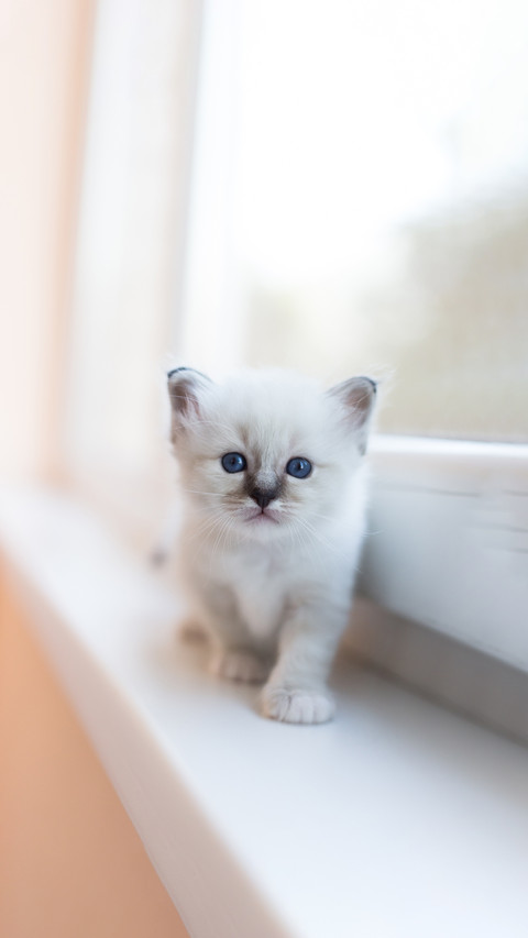 The little playful kitten at home near the window screenshot