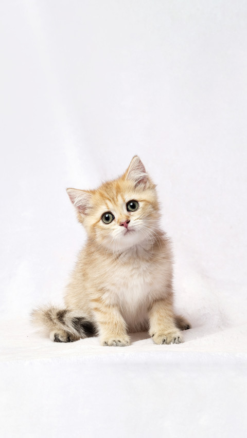 The British Shorthair Cat in room screenshot