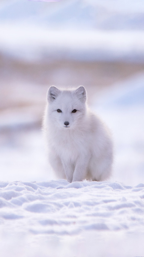 A White Arctic Fox Walking on The Snow screenshot