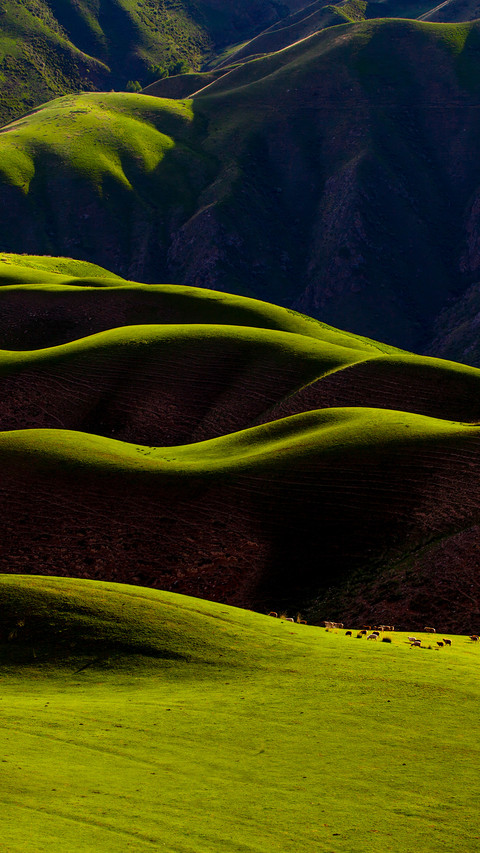 Grazing on Rolling Green Grassland in Xinjiang screenshot