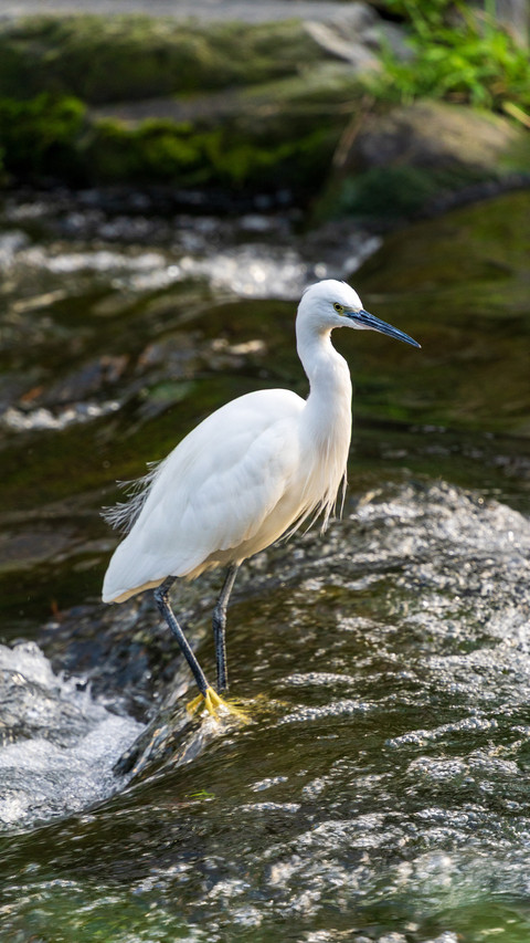 A coat of white feathers came riding on the waves screenshot