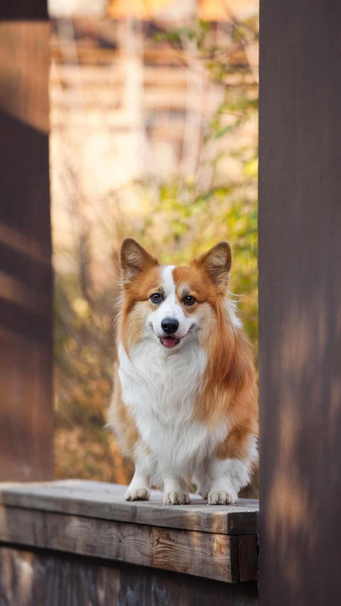 Dog446 screenshot
