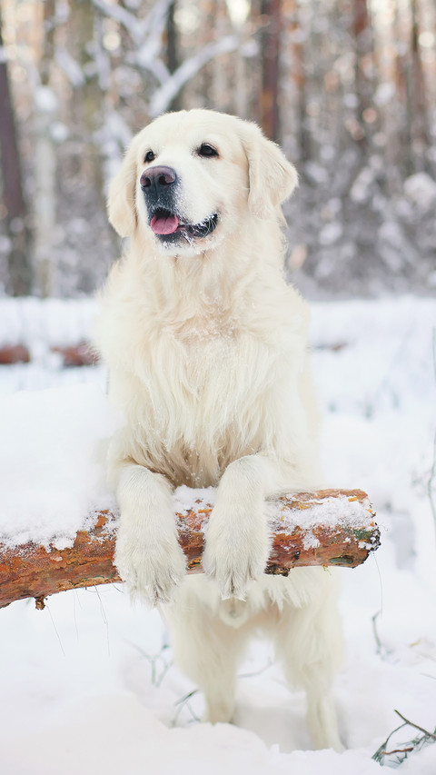 Dog screenshot