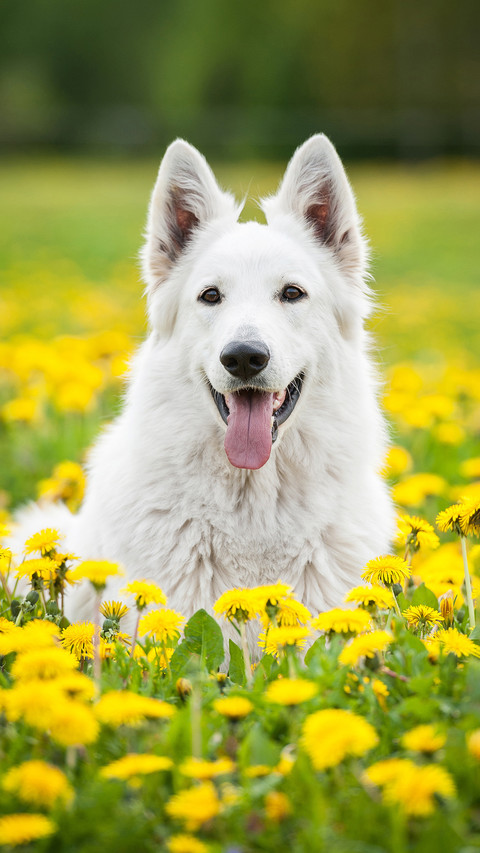 Dog screenshot