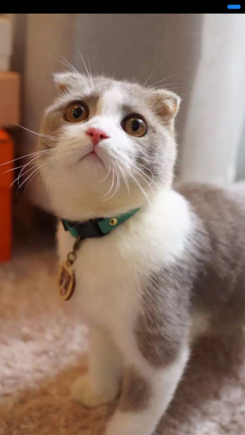 可爱猫咪 screenshot