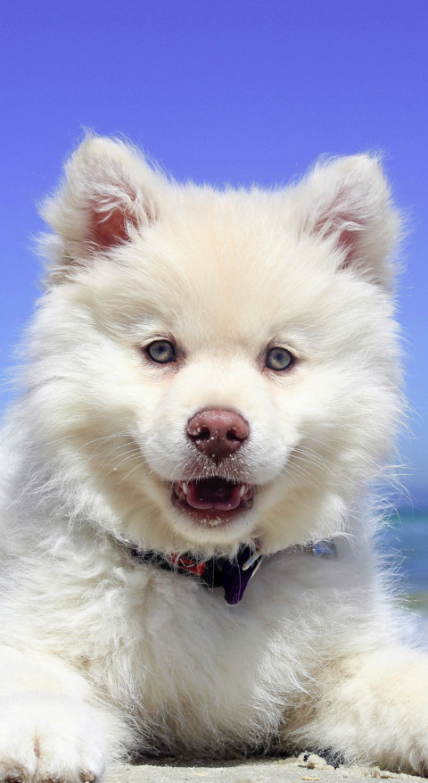 Cute Animals (18) screenshot