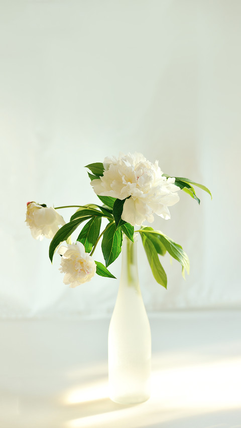 White Peony in Glass Backlighting with Sun screenshot
