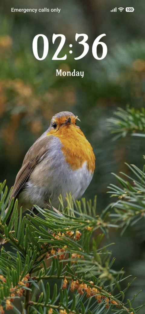 Bird Belly screenshot