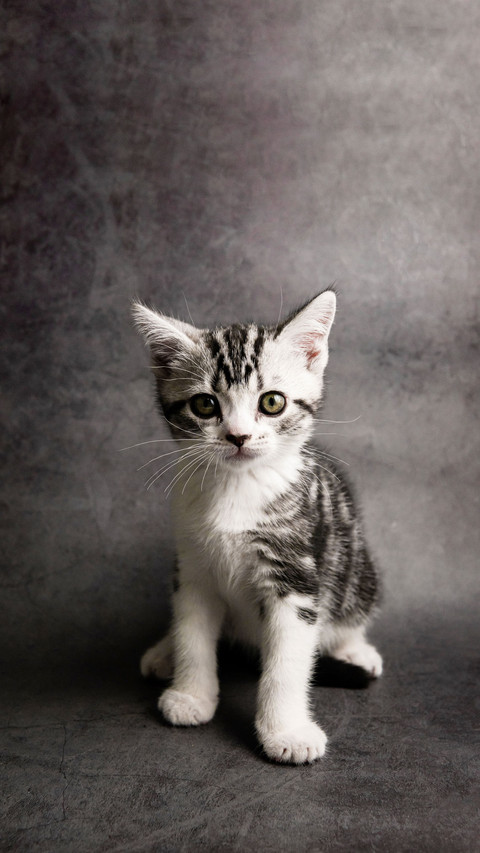 Pet cats, kittens screenshot
