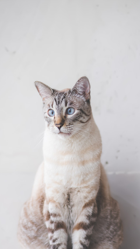 The exclusive id card for cats with nasal tattoos screenshot