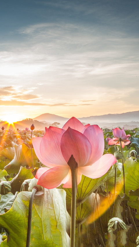 Why do lotus flowers come out of mud without staining screenshot