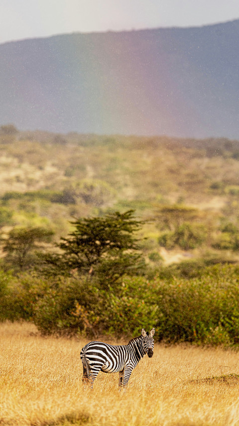 A Zebra Standing on The Grassland Looking at You screenshot