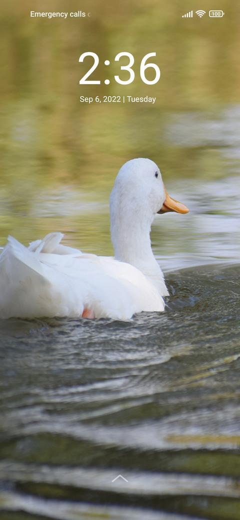 Duck Dreams screenshot