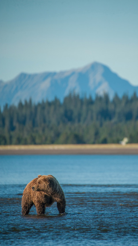 Coastal Brown Bears screenshot