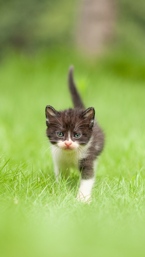 What to do if a cat vomits for two months screenshot
