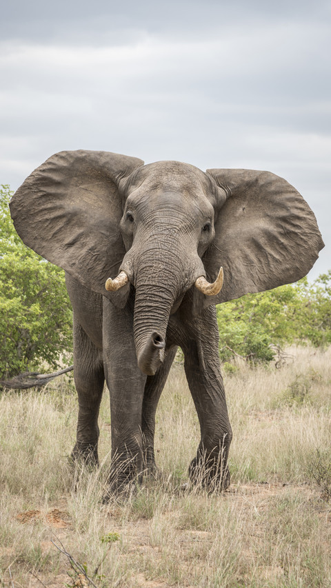 Is there a bone in the elephants trunk screenshot