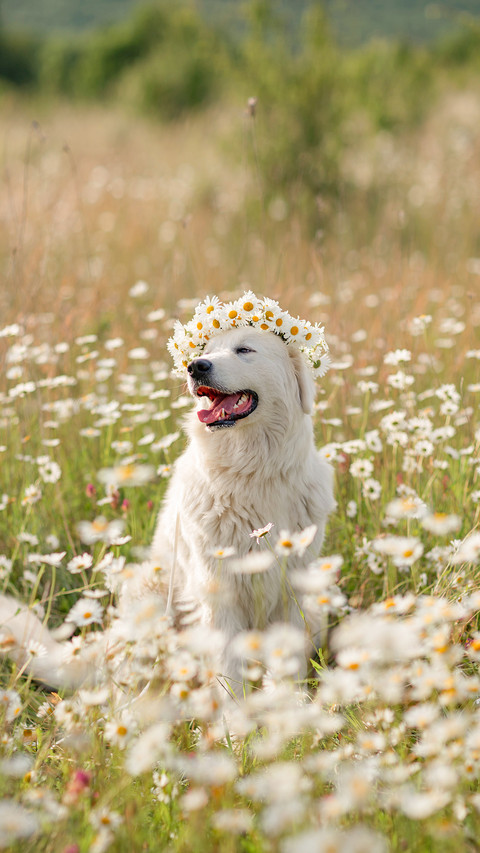 Cute photo with a dog in a wreath of daisies screenshot