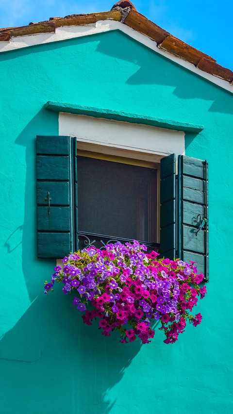 The flowers on the windowsill screenshot