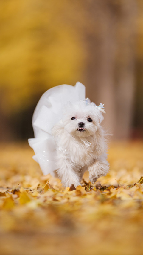 怎么挑选伴侣犬 screenshot