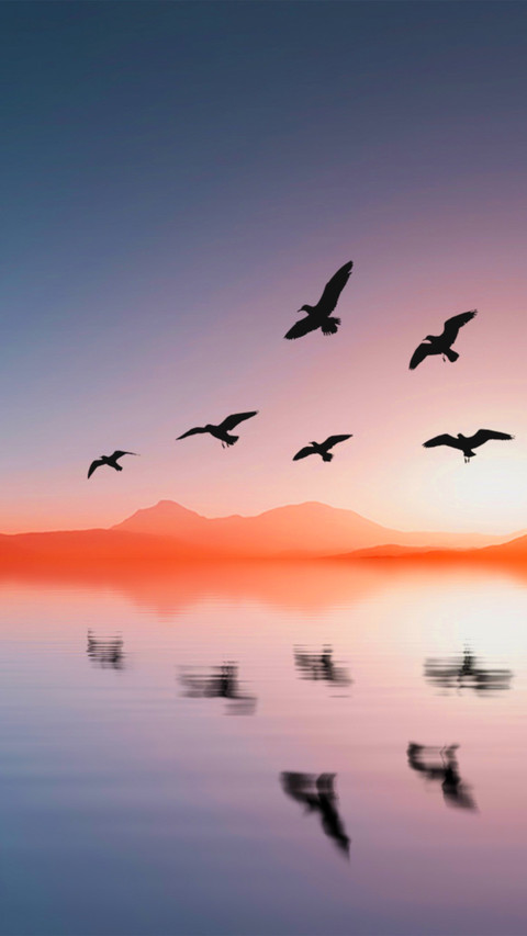 At sunset birds fly over the lake screenshot