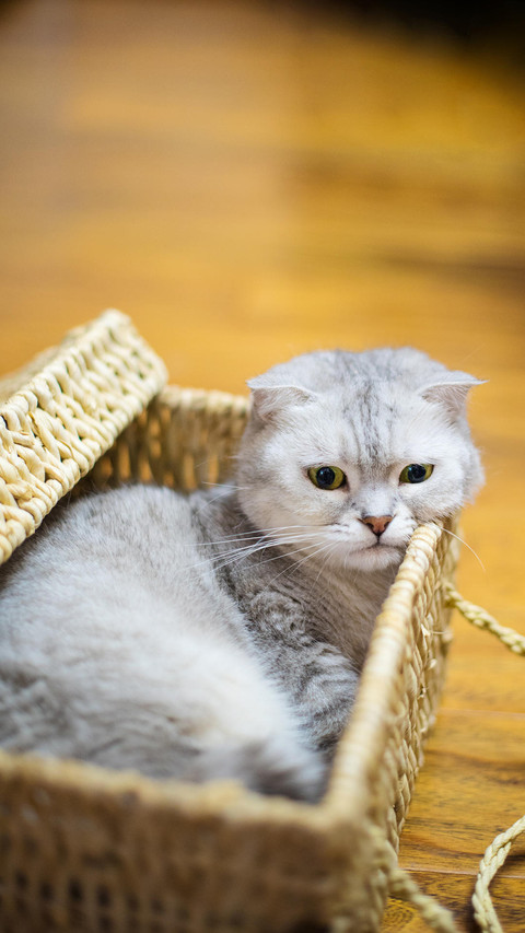 猫咪也是“戏精” screenshot