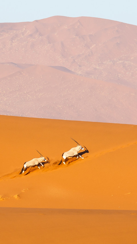Oryx family running on the top of Deadvlei sand dunes screenshot