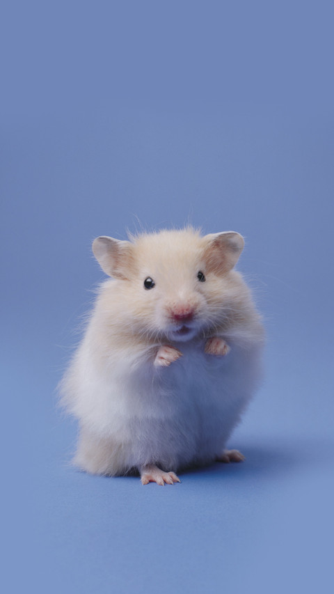 How to choose a hamster cage screenshot
