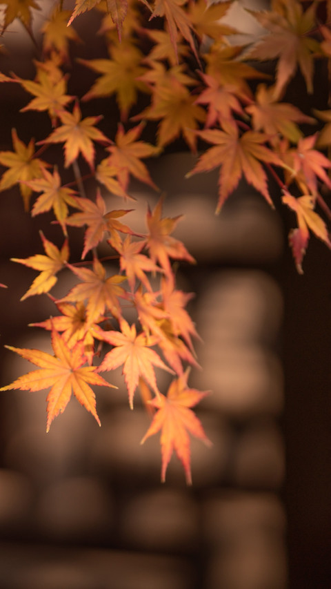 Why are maple leaves so red screenshot