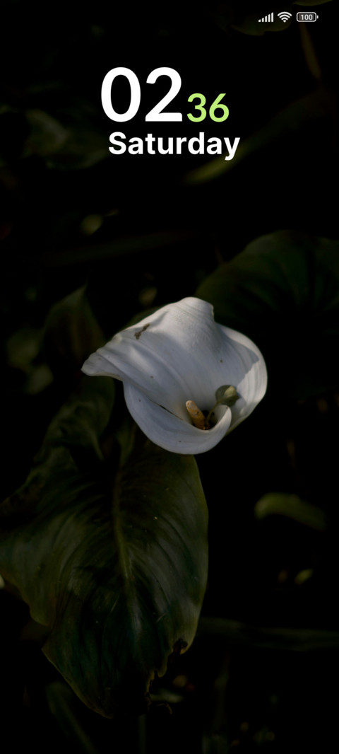 Midnight Bloom screenshot