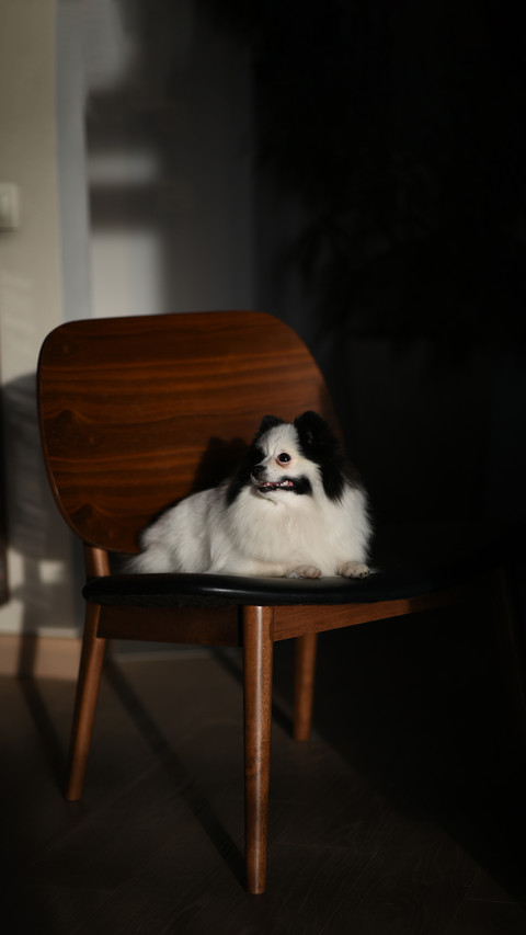 Little black and white spitz in the apartment screenshot