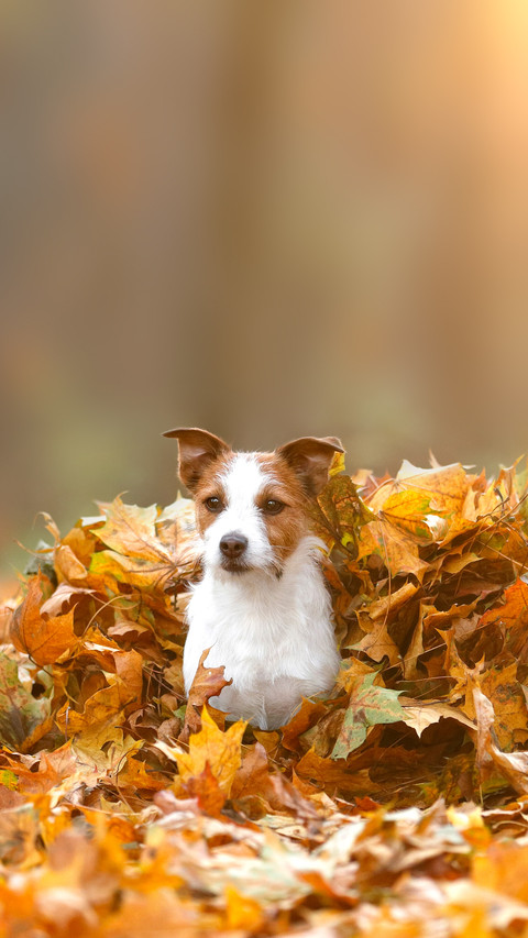 Beautiful dog jack russell terrier in autumn leaves screenshot